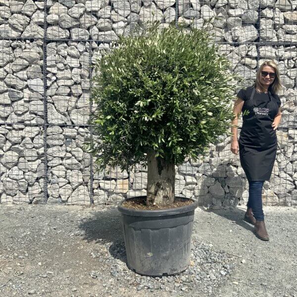 E415 Individual Gnarled Topiary Crown Olive Tree - 3EF6265B 454C 4925 9581 D411A8AF73BE 1 105 c