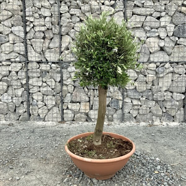 E464 Individual Topiary Crown Olive Tree - 40CD8AF8 E88C 4F0F 9366 92A043B7454F 1 105 c
