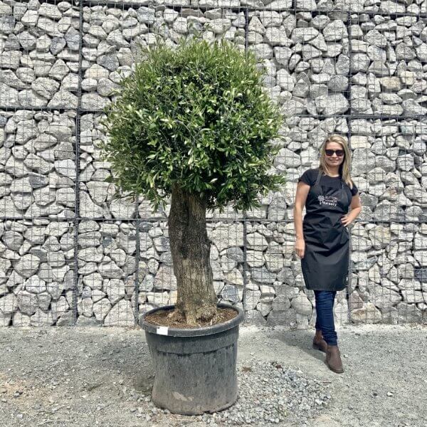 E429 Individual Gnarled Topiary Crown Olive Tree - 42CC86AB AFE9 4B30 82D0 12BB38A82088 1 105 c