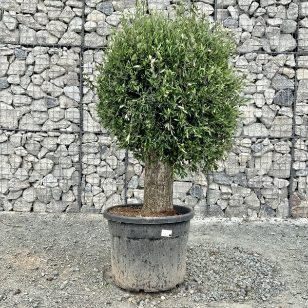 E453 Individual Gnarled Topiary Crown Olive Tree - 4334C35E CCE2 448F 94C0 7A5636C79CEA 1 105 c
