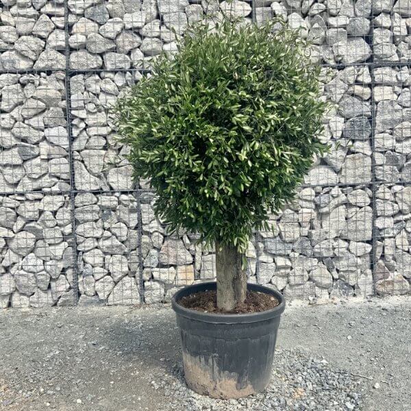 E414 Individual Gnarled Topiary Crown Olive Tree - 43E047E2 CFB8 4C9C A05C CE18901C2D95 1 105 c