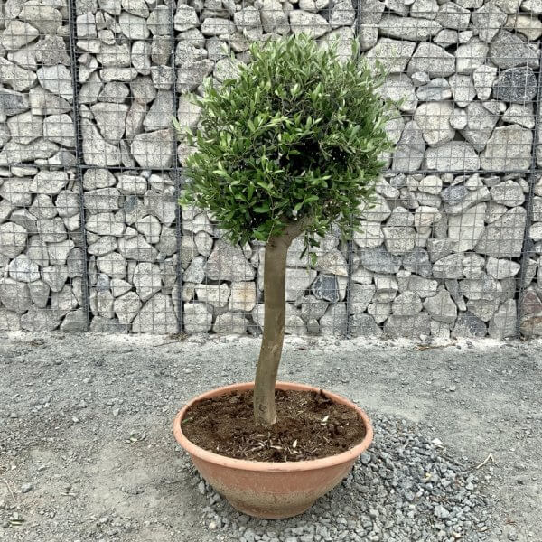 E474 Individual Topiary Crown Olive Tree - 44A2A2C9 44E0 43E6 9D70 FD50A3AC2334 1 105 c 1