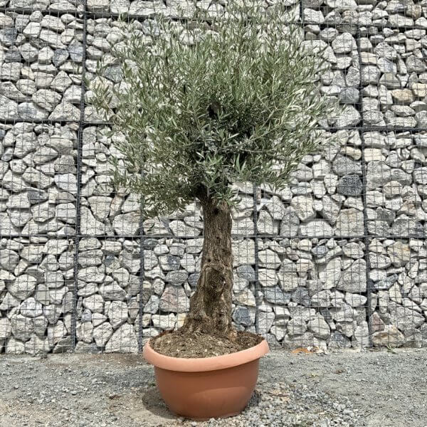 E709 Individual Gnarled Olive Tree (Patio Pot) - 450FED24 E694 4B3A 819C DD270469D864 1 105 c