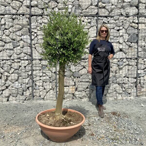 E484 Individual Topiary Crown Olive Tree - 47749D05 A49C 49D2 B846 D0B42BCE3C8F 1 105 c