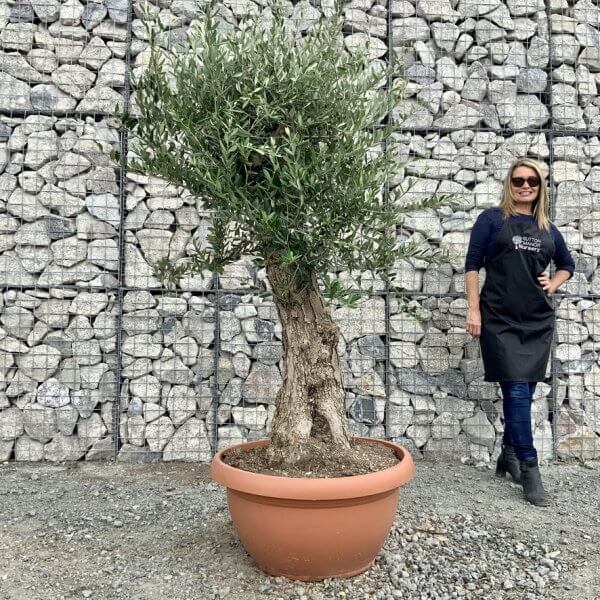 E694 Individual Gnarled Olive Tree (Patio Pot) - 484B5F5A 8D6D 47EA 9A72 6371F9995BDD 1 105 c
