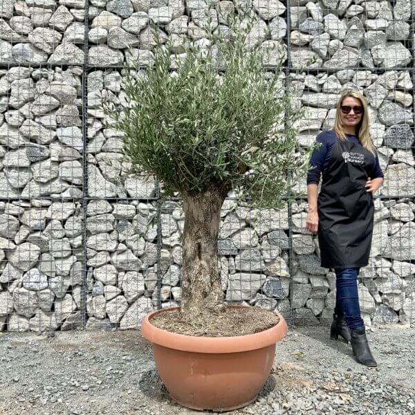 E705 Individual Gnarled Olive Tree (Patio Pot) - 48B44EC2 0455 4538 B97D 5CA11D256766 1 105 c