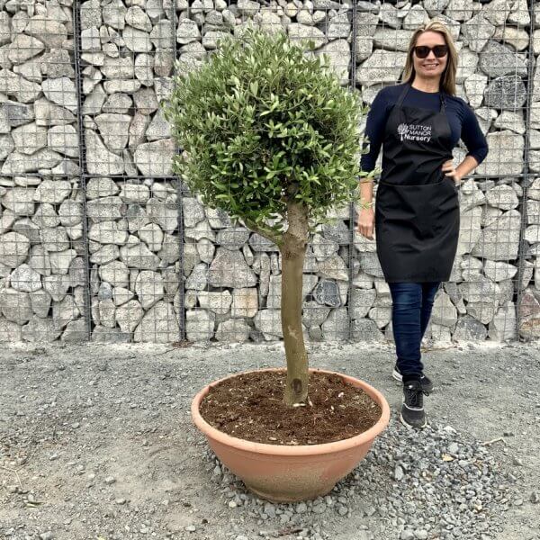 E470 Individual Topiary Crown Olive Tree - 4A01B61A AED5 4FF7 AFD2 9C6972A84D6E 1 105 c