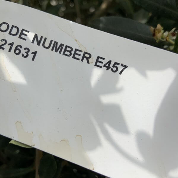 E457 Individual Gnarled Topiary Crown Olive Tree - 4A2F81A6 0859 44B5 8275 25C33DFEEB56 1 105 c