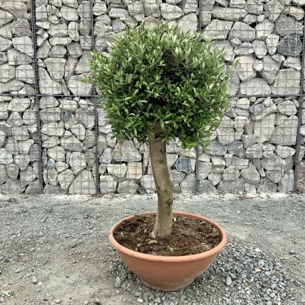 E468 Individual Topiary Crown Olive Tree - 4BB63B93 6615 4074 8CE4 EA30AB4B8CE6 1 105 c
