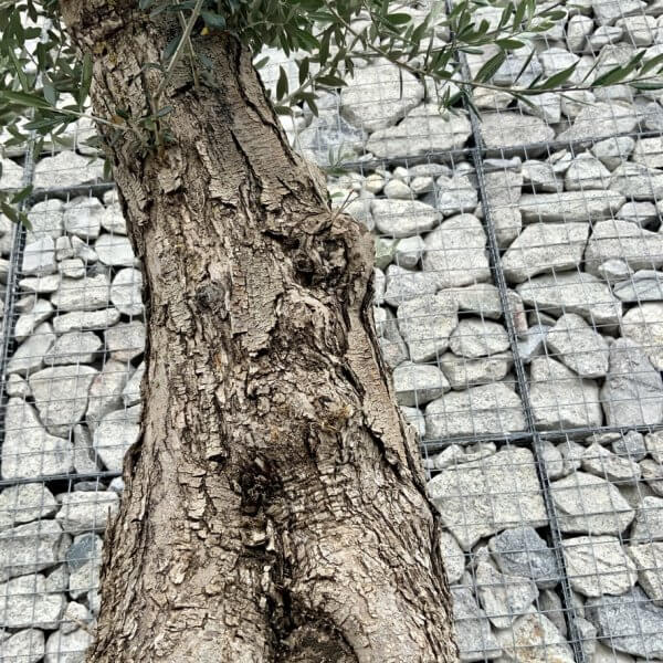 E694 Individual Gnarled Olive Tree (Patio Pot) - 4E05625D 6FB8 41A0 BE07 1FC23BFA4C31 1 105 c