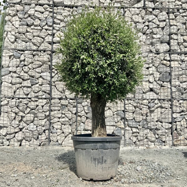 E442 Individual Gnarled Topiary Crown Olive Tree - 53C3B9B4 A072 4718 A9D8 13A1B547EDE3 scaled