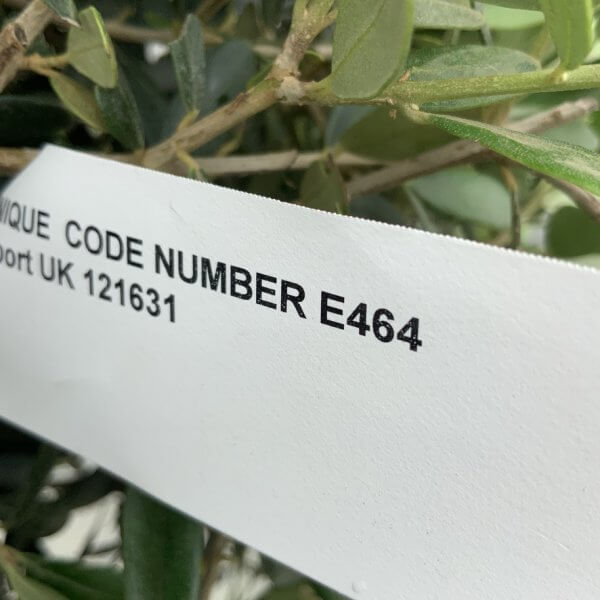E464 Individual Topiary Crown Olive Tree - 546A2A07 512F 4D34 8215 9B23A81F9710 1 105 c