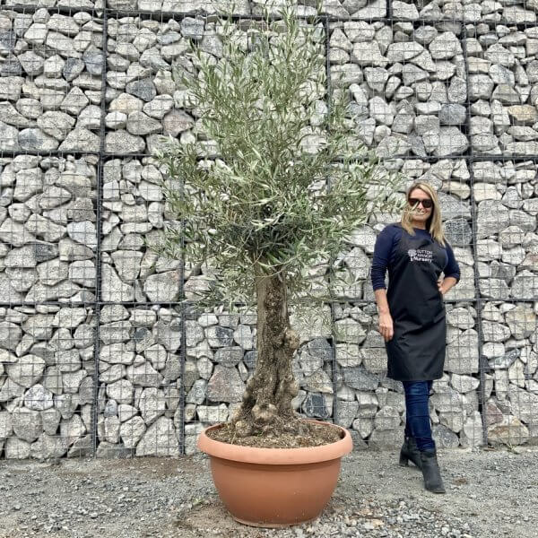 E701 Individual Gnarled Olive Tree (Patio Pot) - 55B6B021 EE8B 46A0 B761 CBDAE6EDBFCC 1 105 c