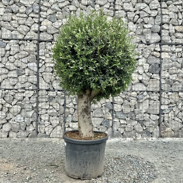 E450 Individual Gnarled Topiary Crown Olive Tree - 5704195B CD7A 4518 BADA A3ACEE071ACE scaled