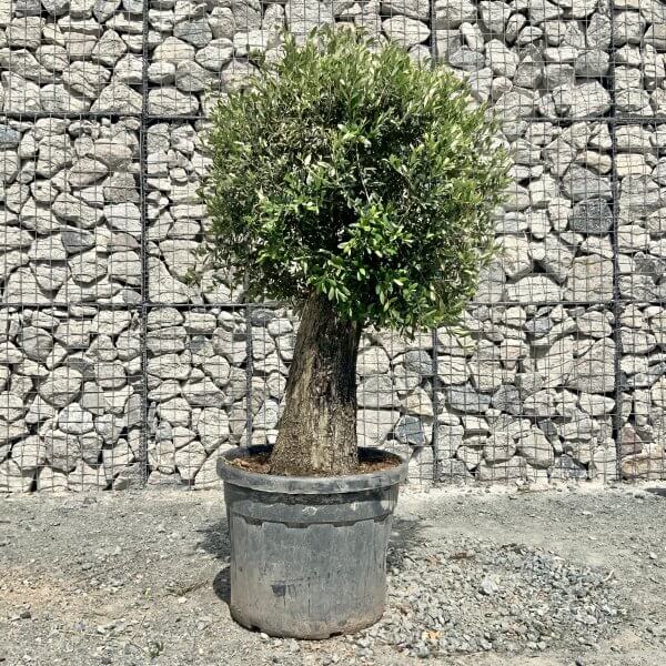 E438 Individual Gnarled Topiary Crown Olive Tree - 59BED886 376A 4211 943A 0FF10B7E68BF scaled
