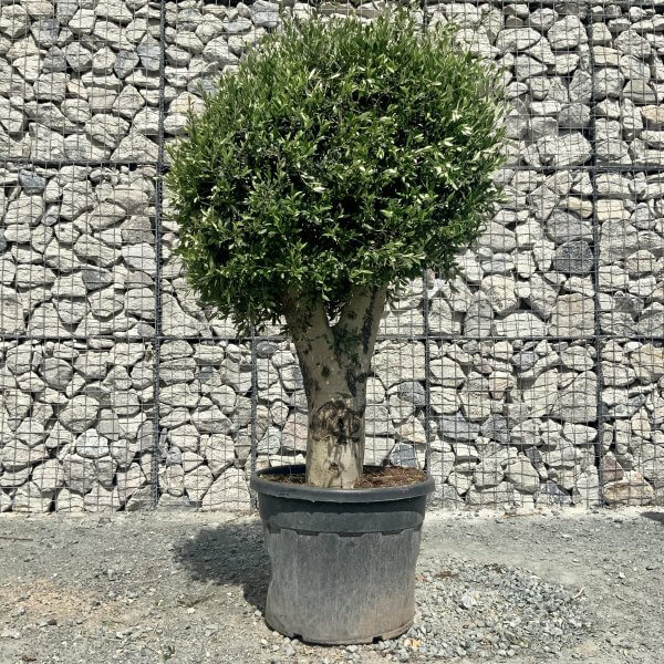E439 Individual Gnarled Topiary Crown Olive Tree - 5A67B4AD 5646 4CB2 A1AA 31E229512DB1 scaled