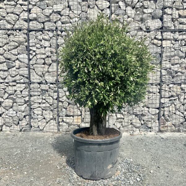E413 Individual Gnarled Topiary Crown Olive Tree - 5AC6393F EEA4 40D0 88BD 5DE337995453 1 105 c
