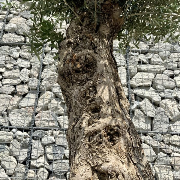 E689 Individual Gnarled Olive Tree (Patio Pot) - 5BD5445C 2DDB 42F3 9D14 D63AB3914C94 scaled