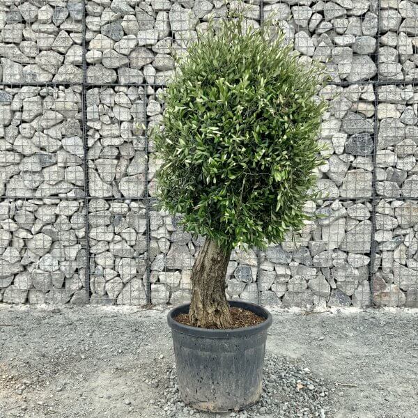 E399 Individual Gnarled Topiary Crown Olive Tree - 61C3927F D035 47F5 9070 F46A0534A3A8 scaled
