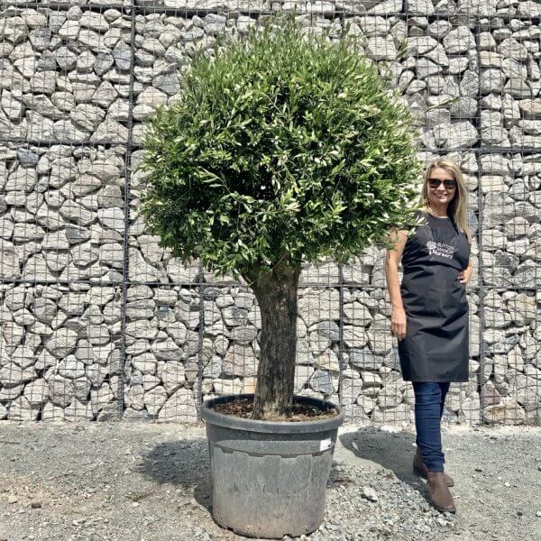E434 Individual Gnarled Topiary Crown Olive Tree - 628FC75A 1A60 4F80 B2FB 1837A570BD68 1 105 c