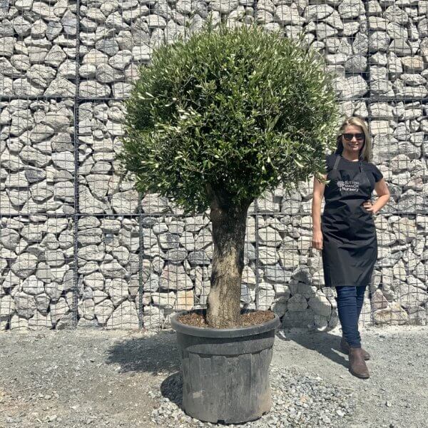 E421 Individual Gnarled Topiary Crown Olive Tree - 62C5FED3 7D37 43EF 9A63 3AB487233276 1 105 c