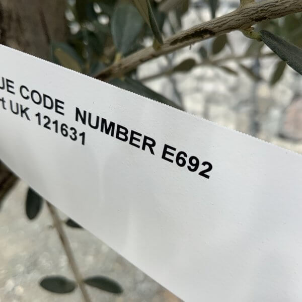 E692 Individual Gnarled Olive Tree (Patio Pot) - 6475EEF1 CF6F 4F75 B057 8FE82607C13D 1 105 c