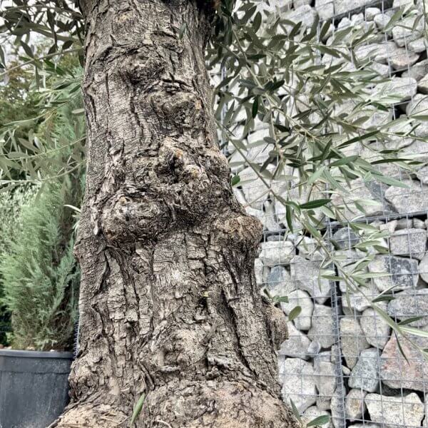 E696 Individual Gnarled Olive Tree (Patio Pot) - 655121B1 6190 4C5E 9772 B38AC19DAC4C 1 105 c