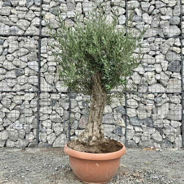 E722 Individual Gnarled Olive Tree (Patio Pot) - 6642F01E 4125 47E7 867D 5318FFBF901B 1 105 c