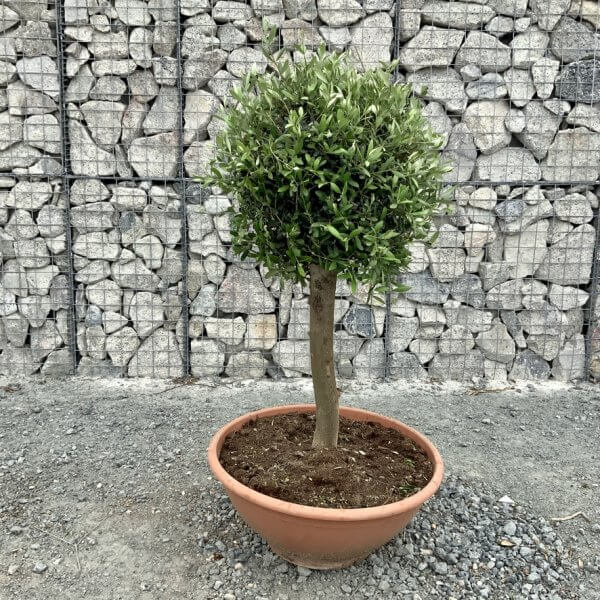 E462 Individual Topiary Crown Olive Tree - 664BA15F 3D5B 47ED 8F34 1E06A33E146B 1 105 c