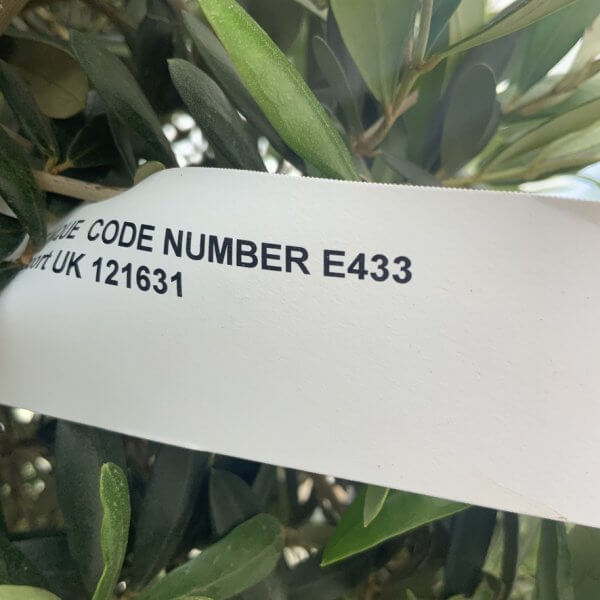 E433 Individual Gnarled Topiary Crown Olive Tree - 68CC4760 047C 4B1B AA36 2C7EFEB9F892 1 105 c
