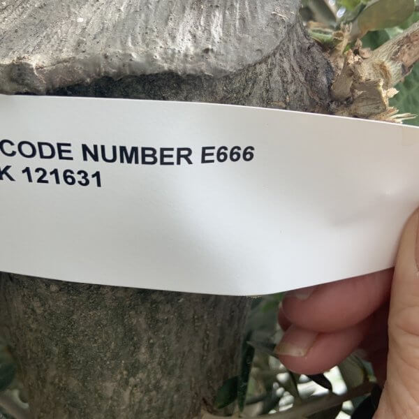 E666 Gnarled Multi stem Olive Tree - 69EA11D8 6F69 466D 9478 A8DB6C1EEB18 1 105 c
