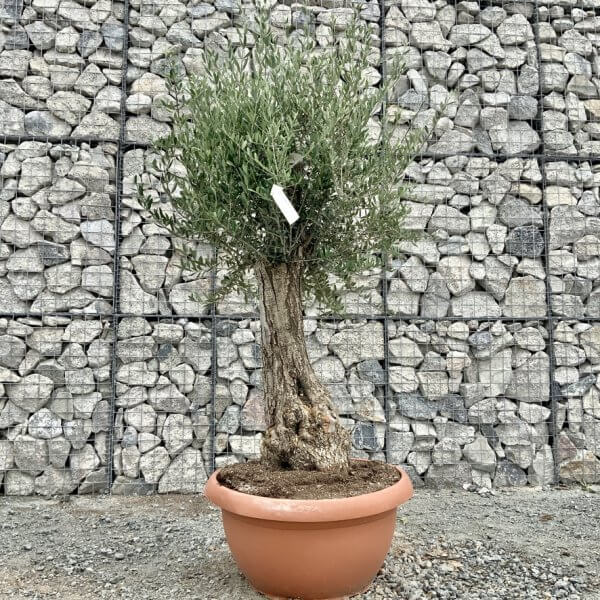 E697 Individual Gnarled Olive Tree (Patio Pot) - 6B2AB7BA B40A 46AB 84EE 05733BE5ACA2 1 105 c