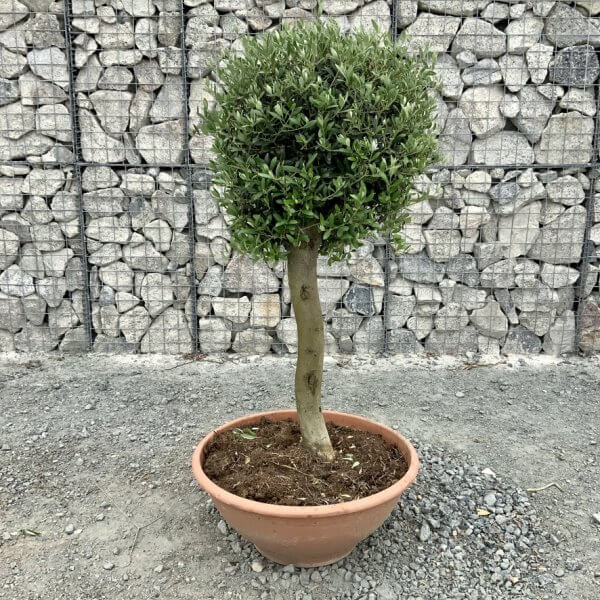 E466 Individual Topiary Crown Olive Tree - 6D91BC5E 958E 4153 9FCB 102490AA2B90 1 105 c