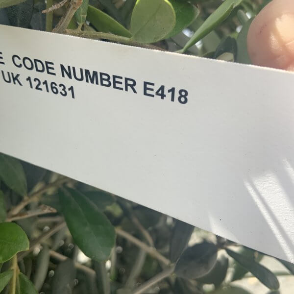 E418 Individual Gnarled Topiary Crown Olive Tree - 6DF4A7F0 E837 4CA6 BBBC 8DE5BD8EBFD8 1 105 c
