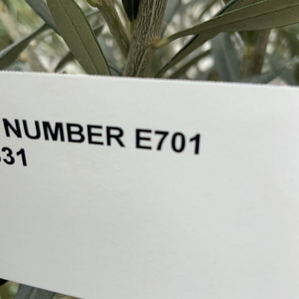 E701 Individual Gnarled Olive Tree (Patio Pot) - 6EDE6604 89B8 4137 A44E 6F94A382C7FC 1 105 c
