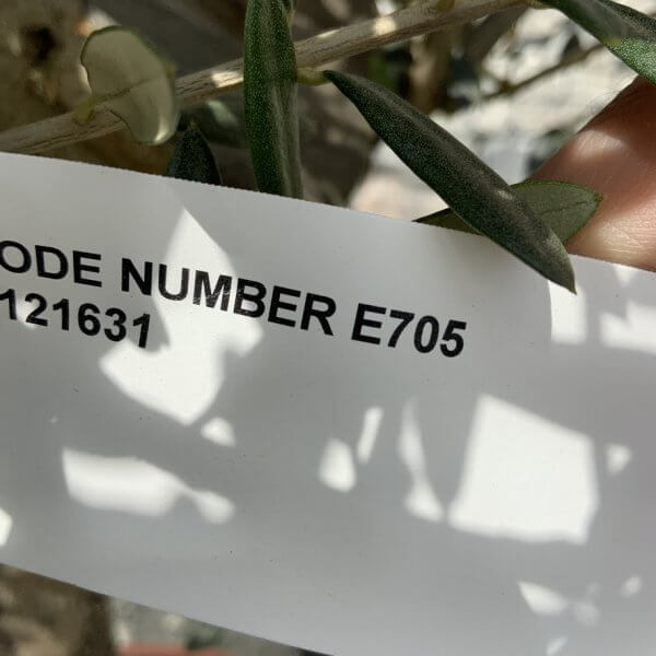 E705 Individual Gnarled Olive Tree (Patio Pot) - 6EE6E5D0 30B9 4E62 AC12 2674299C37FB 1 105 c