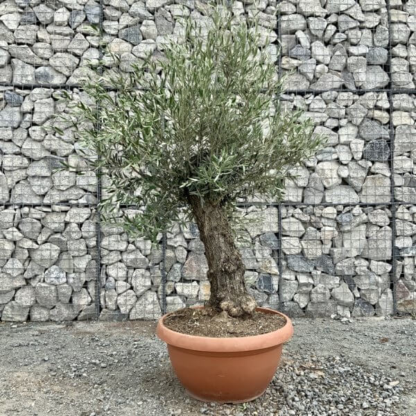 E696 Individual Gnarled Olive Tree (Patio Pot) - 6FC23E2F E1F3 4B50 9C8E 7D3B930B69C8 1 105 c