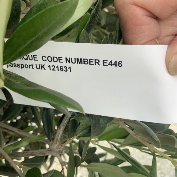 E446 Individual Gnarled Topiary Crown Olive Tree - 720DAA0B E531 471F 87E0 C94D8604A1D1 scaled