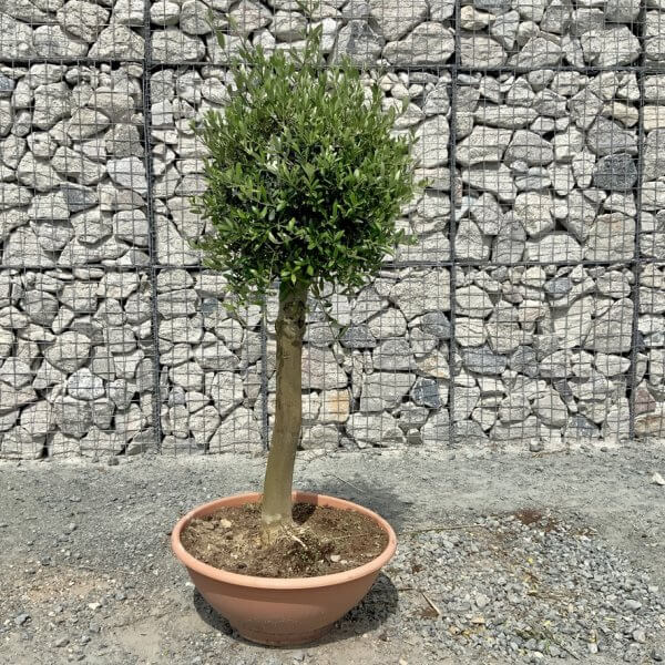 E484 Individual Topiary Crown Olive Tree - 73EE5FEC 3132 49C0 BFD1 F6DB785A35E2 1 105 c