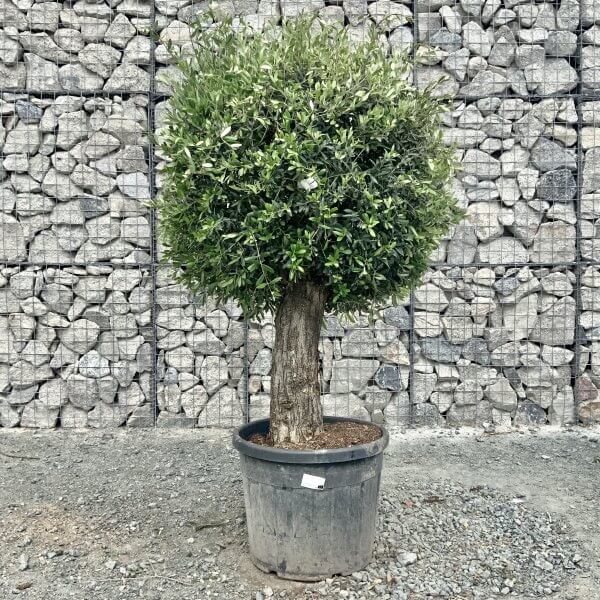 E447 Individual Gnarled Topiary Crown Olive Tree - 76E02843 E800 4C3D 88E9 3252DD9D8BBA scaled