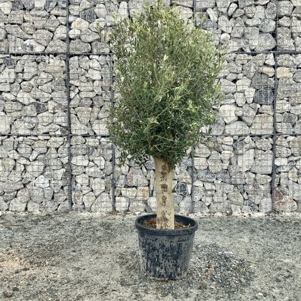 Super Tuscan Olive Tree "Chunky Trunk" 2M-2.20M - 79B489CF 1887 431C 9DEC 049488B63913 scaled