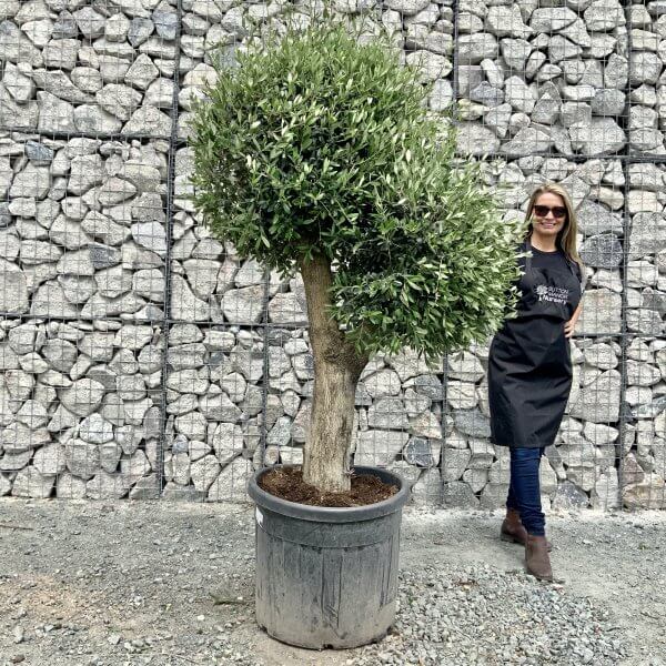 E448 Individual Gnarled Topiary Crown Olive Tree - 7A10A3C2 6AF5 4770 ABAB A60C001C8D7D scaled