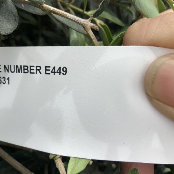 E449 Individual Gnarled Topiary Crown Olive Tree - 7C3A24E7 F60B 4B41 BAAB 90ABA680A738 scaled