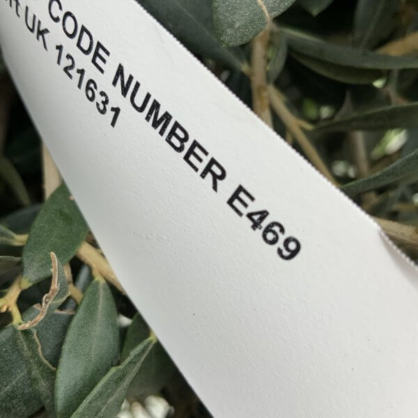 E469 Individual Topiary Crown Olive Tree - 7D99827C C452 4C77 AD83 08A14B79D2B6 1 105 c