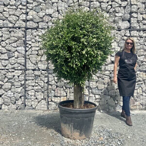 E414 Individual Gnarled Topiary Crown Olive Tree - 8265E5C0 636B 4A6D 8F55 D33DFD944E27 1 105 c