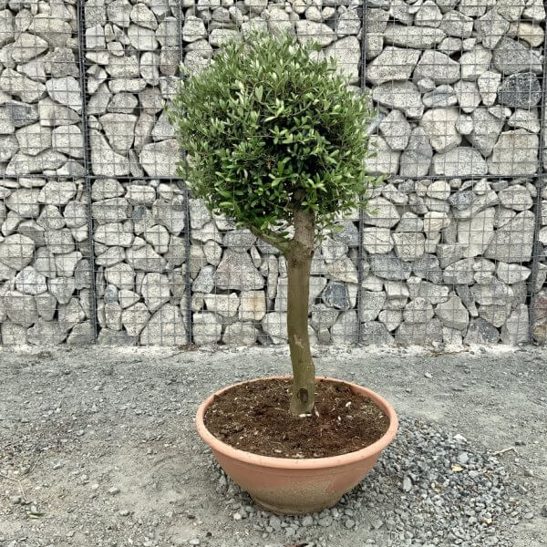E470 Individual Topiary Crown Olive Tree - 880CDBBA 4E8F 4663 949E 74A64AEF8310 1 105 c