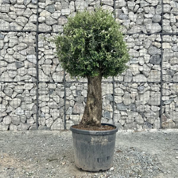 E445 Individual Gnarled Topiary Crown Olive Tree - 8956257D DC27 4C43 99B6 A03A9598DB04 scaled