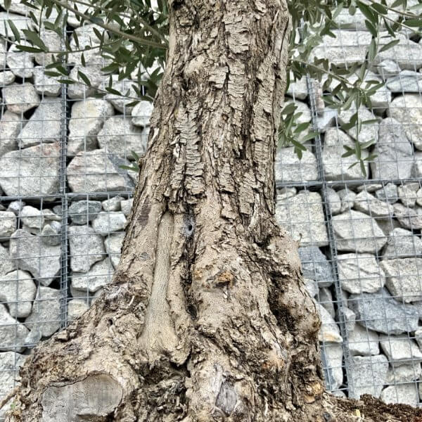 E722 Individual Gnarled Olive Tree (Patio Pot) - 89925B7D A791 4CE2 A1F8 F128144CCBB0 1 105 c