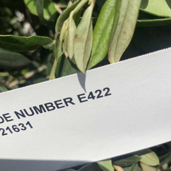E422 Individual Gnarled Topiary Crown Olive Tree - 8C91AC90 F8D2 457D 9F95 956B728562C6 1 105 c