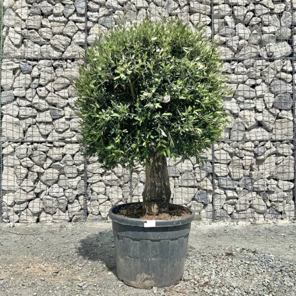 E431 Individual Gnarled Topiary Crown Olive Tree - 9185EA24 489B 40D4 BB0C 3DAFCA8F9CE5 1 105 c